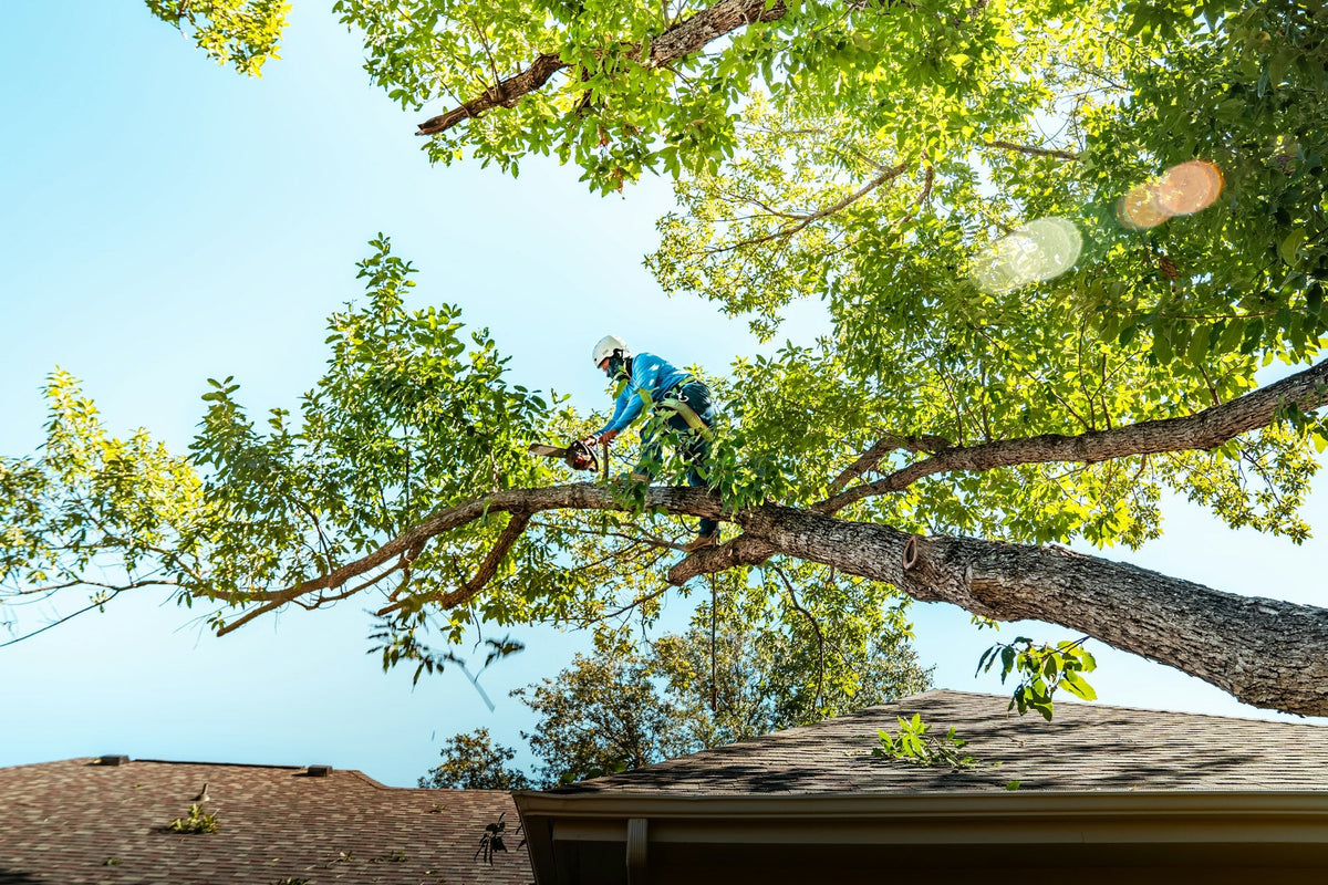Tree climber pruning a large oak properly