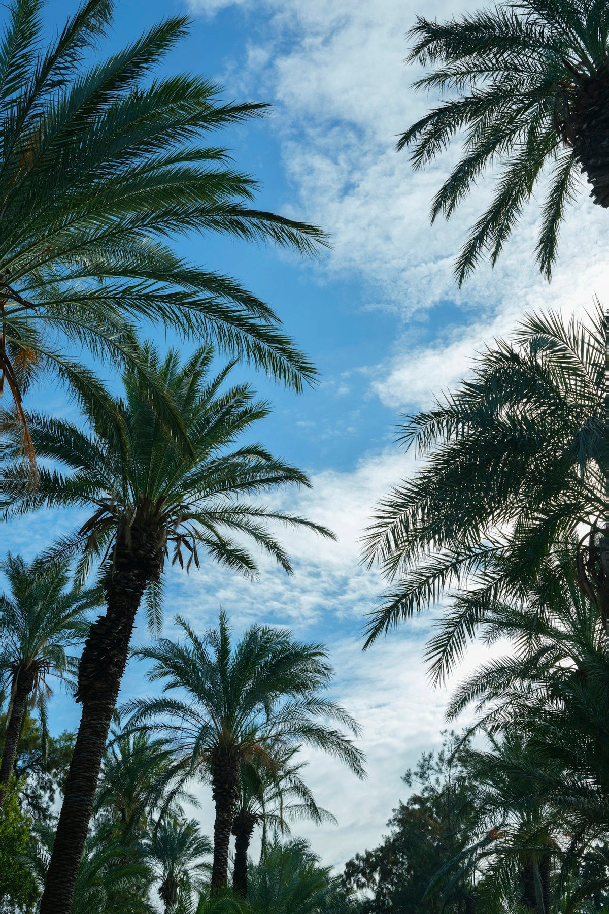 Tall palm trees against a blue sky