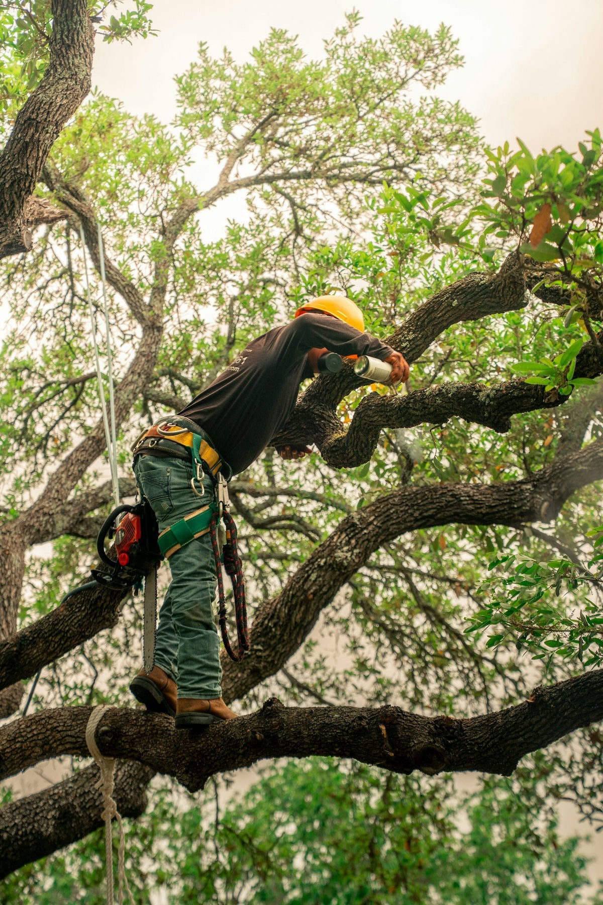 Arborist trimming a large tree
