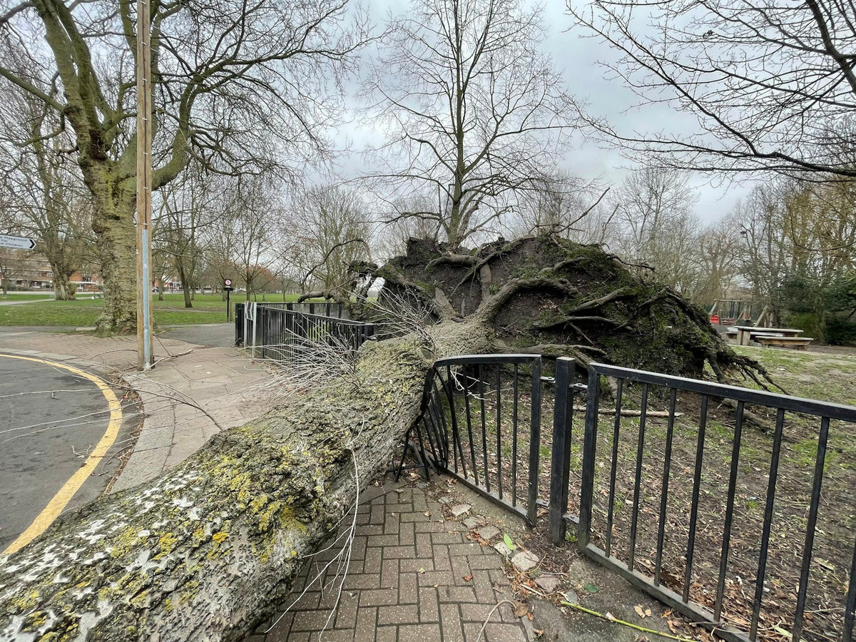 Tree that fell over a fence after a storm