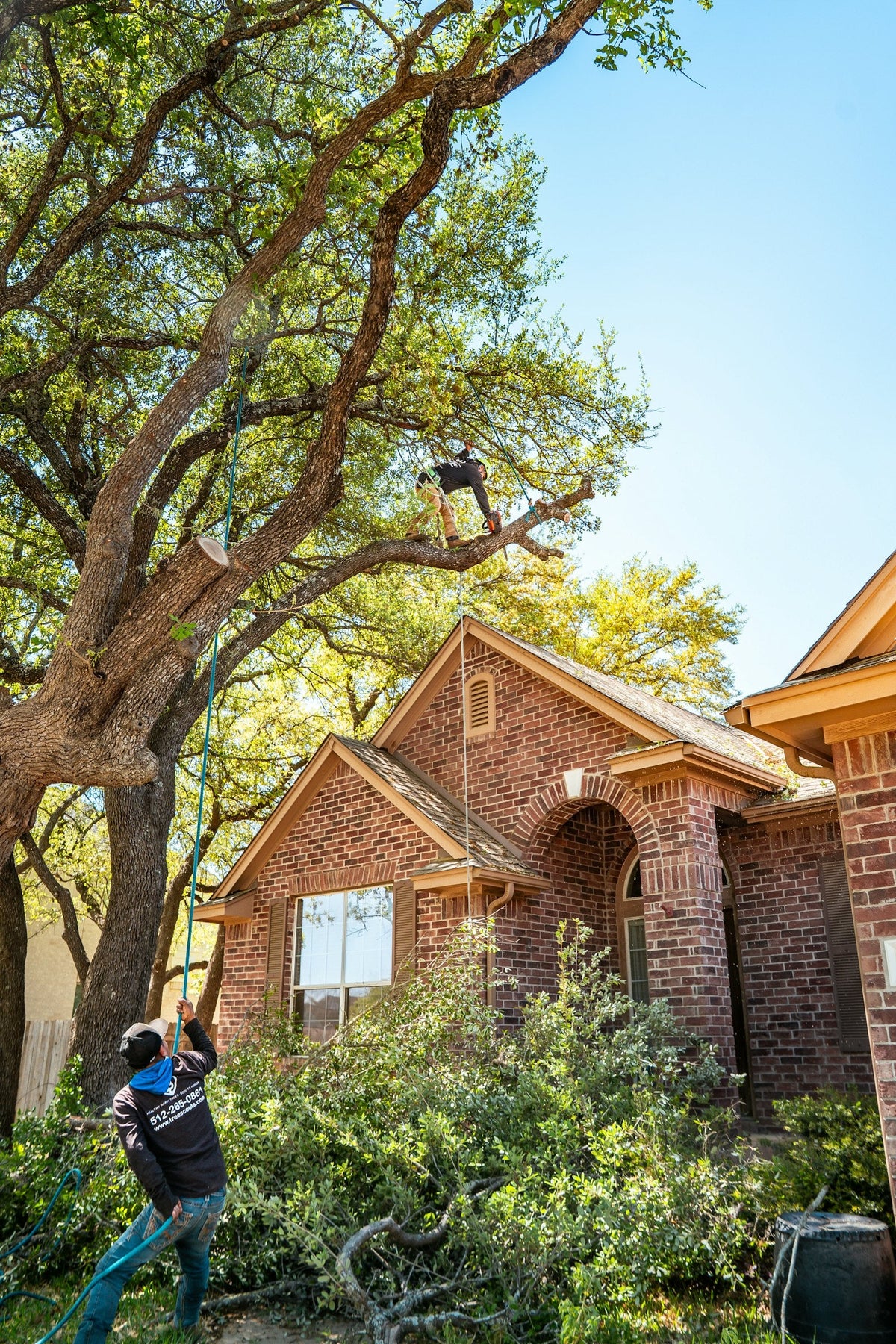 Crew trimming a large tree near a house